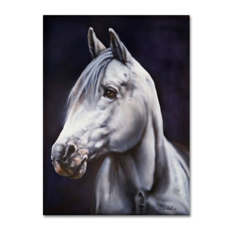 Jenny Newland 'White Arabian Stallion' Canvas Art,24x32